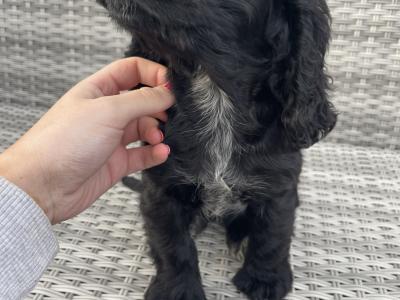 3 male Cocker Spaniel puppies in Laois