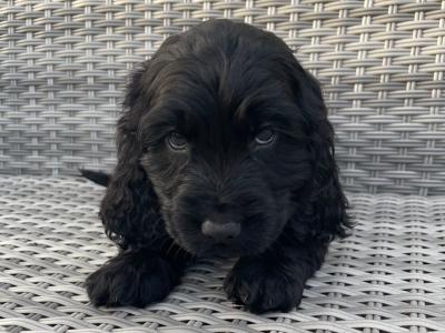 3 male Cocker Spaniel puppies in Laois