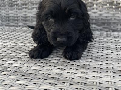 3 male Cocker Spaniel puppies in Laois
