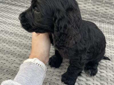 3 male Cocker Spaniel puppies in Laois