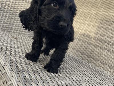 3 male Cocker Spaniel puppies in Laois