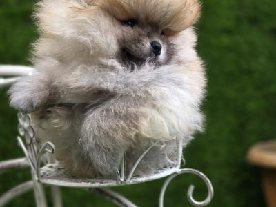 Fluffy Pomeranian Girls 💕 IKC - Pending