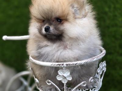 Fluffy Pomeranian Girls 💕 IKC - Pending