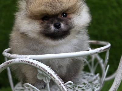 Fluffy Pomeranian Girls 💕 IKC - Pending