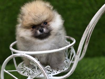 Fluffy Pomeranian Girls 💕 IKC - Pending
