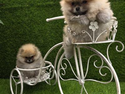 Fluffy Pomeranian Girls 💕 IKC - Pending