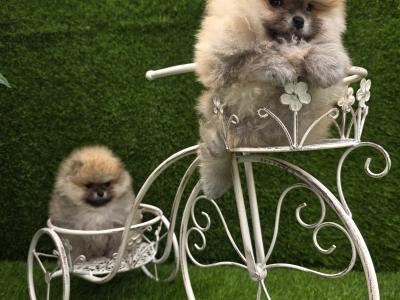 Fluffy Pomeranian Girls 💕 IKC - Pending