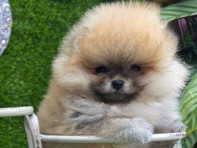 IKC Registered(Pending) Fluffy Pomeranian Girl puppies 💕 in Laois