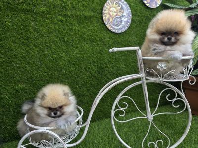 Fluffy Pomeranian Girls 💕 IKC - Pending
