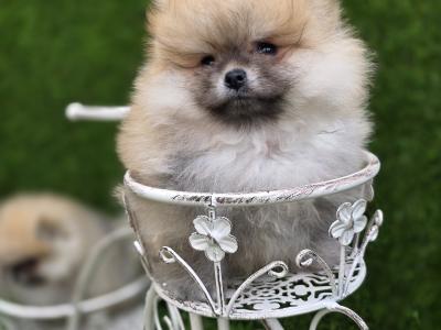 Fluffy Pomeranian Girls 💕 IKC - Pending