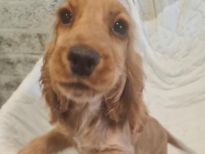 One gorgeous female Golden Cocker