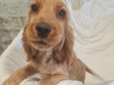 One gorgeous female Golden Cocker Spaniel puppy in Wexford