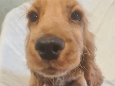 One gorgeous female Golden Cocker