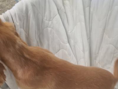 One gorgeous female Golden Cocker