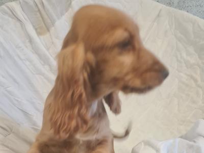 One gorgeous female Golden Cocker