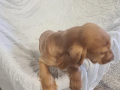 One gorgeous female Golden Cocker