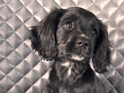 Cockalier (Cavalier X Cocker)