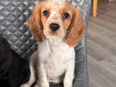 Cockalier (Cavalier X Cocker)
