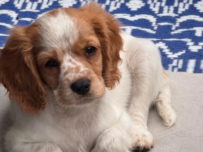 Cockalier puppies (Cocker Spaniel x Cavalier King Charles) in Clare