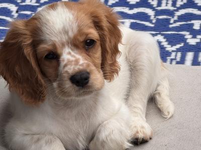 Cockalier (Cavalier X Cocker)