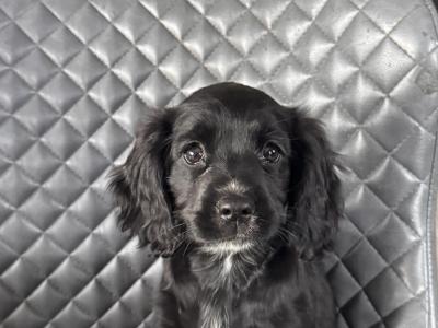 Cockalier (Cavalier X Cocker)