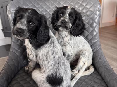 Cockalier (Cavalier X Cocker)