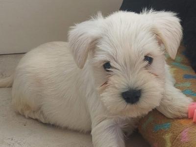 IKC Registered Miniature Schnauzer puppies in Wexford