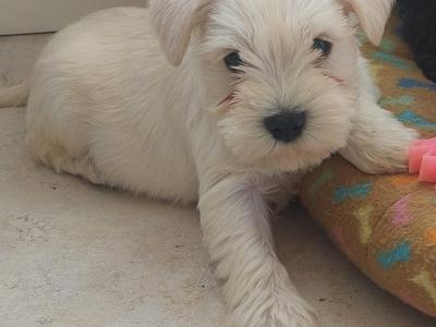 IKC Registered Miniature Schnauzer puppies in Wexford