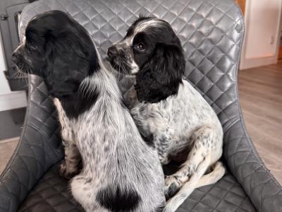 Cockalier (Cavalier X Cocker)