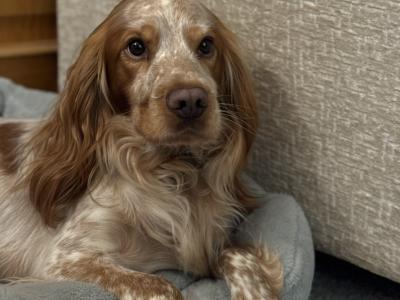 Cockalier (Cavalier X Cocker)