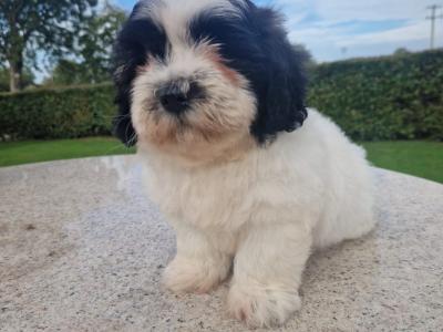 Cuddly "Teddy Bear" Shih Tzu x Bichon Frise: aka Shichon