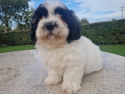 Cuddly "Teddy Bear" Shih Tzu x Bichon Frise: aka Shichon