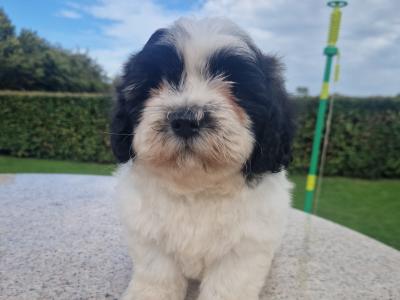 Cuddly "Teddy Bear" Shih Tzu x Bichon Frise: aka Shichon
