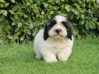 Cuddly "Teddy Bear" Shih Tzu x Bichon Frise: aka Shichon