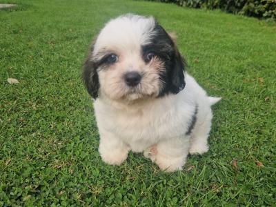 Cuddly "Teddy Bear" Shih Tzu x Bichon Frise: aka Shichon