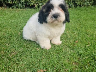 Cuddly "Teddy Bear" Shih Tzu x Bichon Frise: aka Shichon