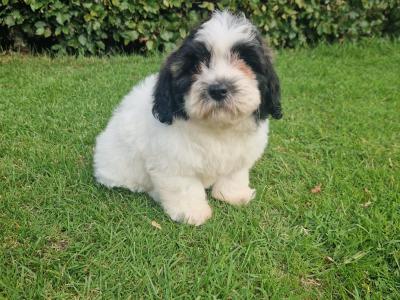 Cuddly "Teddy Bear" Shih Tzu x Bichon Frise: aka Shichon