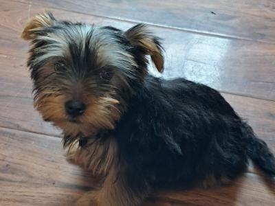 4 Yorkshire Terrier puppies in Mayo