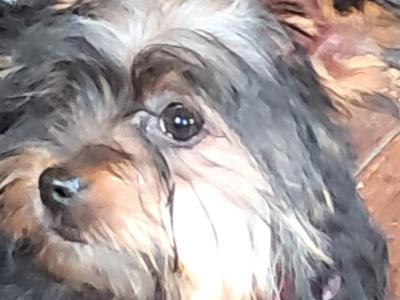 4 Yorkshire Terrier puppies in Mayo