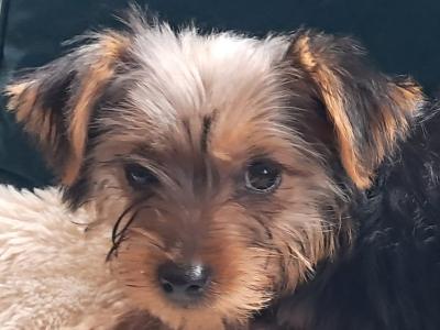 4 Yorkshire Terrier puppies in Mayo