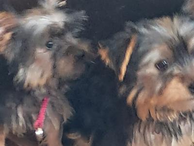 4 Yorkshire Terrier puppies in Mayo