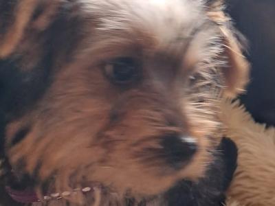 4 Yorkshire Terrier puppies in Mayo