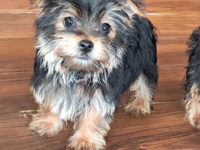 4 Yorkshire Terrier puppies in Mayo