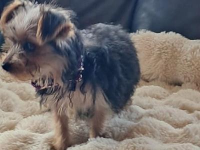 4 Yorkshire Terrier puppies in Mayo