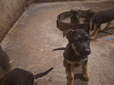 German Shepherd pups for sale