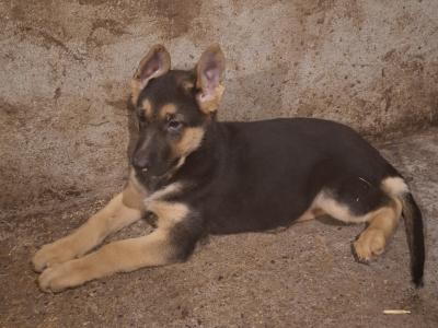 German Shepherd pups for sale