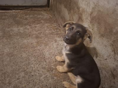 German Shepherd pups for sale
