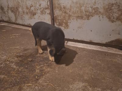 German Shepherd pups for sale