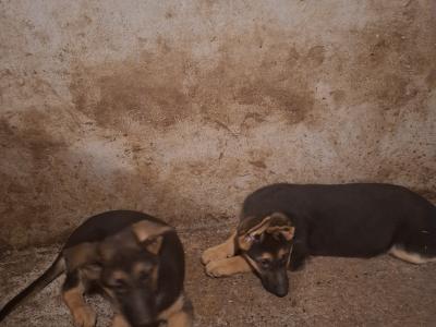 German Shepherd pups for sale
