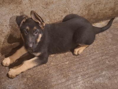 German Shepherd puppies for sale in Westmeath
